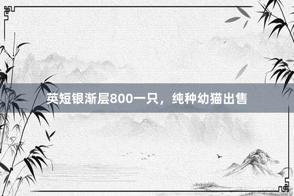 英短银渐层800一只，纯种幼猫出售